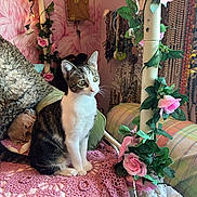 Roxy joined the competition — help win amazing prizes! cat, tabby_cat, white_cat, crocheted_blanket, pink_blanket, chair, pink_roses, green_leaves, jewelry, wall_decor, plush_pillow, indoor, cozy, curious, pet, feline, decorative_vines, patterned_fabric, natural_light, seated