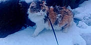 Charlie participe au concours pour gagner de l'argent avec cette photo : cat, calico_cat, snow, leash, outdoor, winter, furry, animal, pet, walking, cold, frozen, nature, stone_wall, curious, paw, footprint, daytime, fluffy, colorful