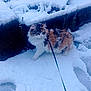Charlie a rejoint le concours — aidez-le/la à gagner de superbes lots ! cat, calico_cat, snow, leash, outdoor, winter, furry, animal, pet, walking, cold, frozen, nature, stone_wall, curious, paw, footprint, daytime, fluffy, colorful