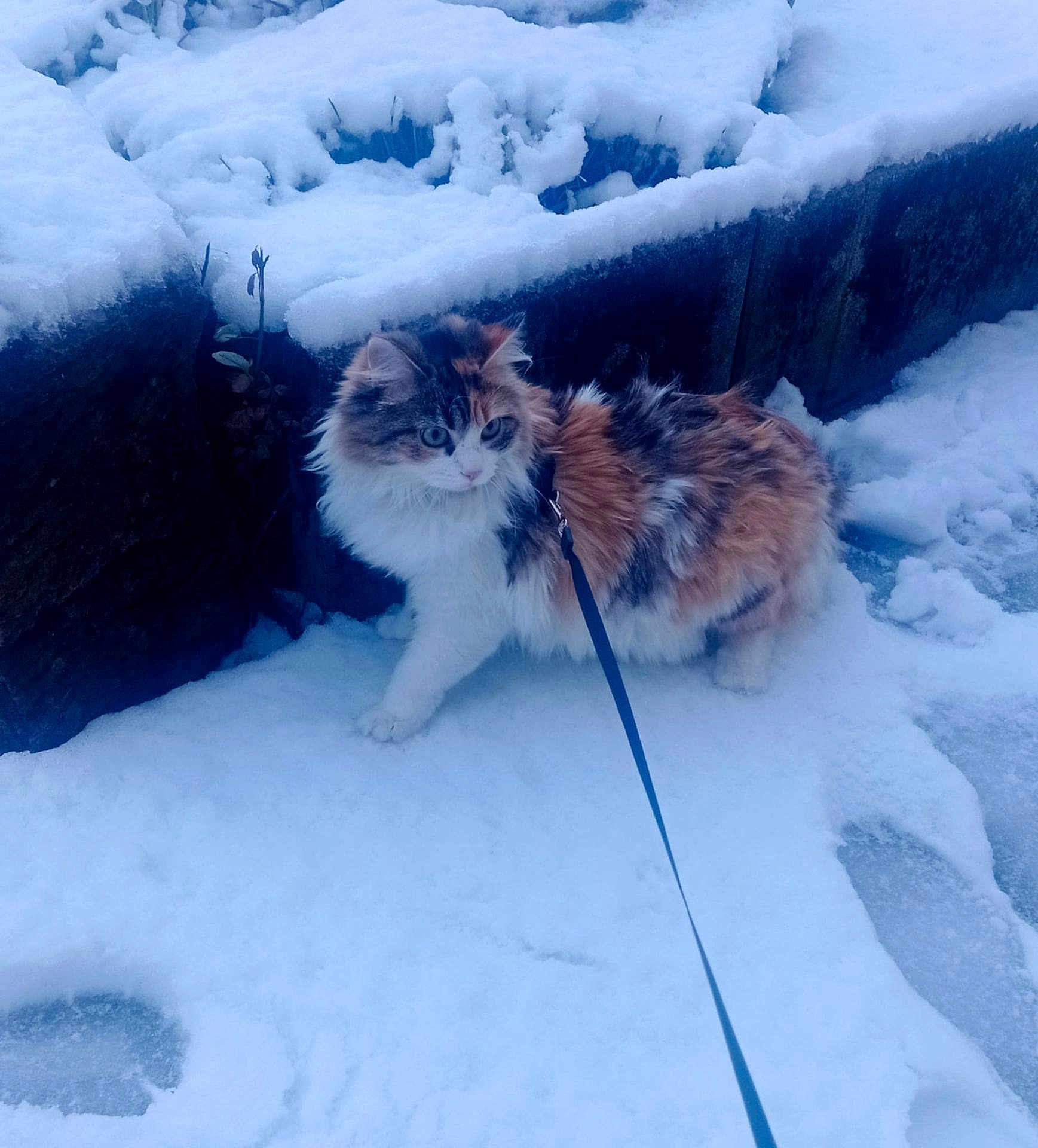 Charlie a rejoint le concours — aidez-le/la à gagner de superbes lots ! cat, calico_cat, snow, leash, outdoor, winter, furry, animal, pet, walking, cold, frozen, nature, stone_wall, curious, paw, footprint, daytime, fluffy, colorful