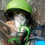 Charlie participe au concours pour gagner de l'argent avec cette photo : kitten, cat, helmet, bike_basket, leash, bicycle, pet, animal, outdoor, green, fur, whiskers, handlebars, metal, mesh, closeup, cute, young, curious, sunlight