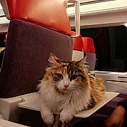 Charlie a rejoint le concours — aidez-le/la à gagner de superbes lots ! cat, fluffy, pet, animal, train, seat, interior, tray_table, window, travel, orange, white, brown, fur, domestic_animal, resting, cute, indoors, relaxed, companion