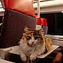 cat, fluffy, pet, animal, train, seat, interior, tray_table, window, travel, orange, white, brown, fur, domestic_animal, resting, cute, indoors, relaxed, companion