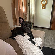 Mercedes joined the competition — help win amazing prizes! dog, black_and_white_dog, pet, couch, blanket, living_room, indoors, home, relaxed, sitting, lying_down, paw, fluffy_blanket, furniture, curtains, window, wall_clock, carpet, portrait, domestic_animal