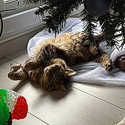 Ace participe au concours pour gagner de l'argent avec cette photo : cat, christmas_tree, cozy, curious, decoration, feline, festive, floor, fluffy, holiday, indoor, light, ornament, pet, playing, relaxed, shadow, soft, tabby_cat, window