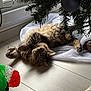 cat, christmas_tree, cozy, curious, decoration, feline, festive, floor, fluffy, holiday, indoor, light, ornament, pet, playing, relaxed, shadow, soft, tabby_cat, window