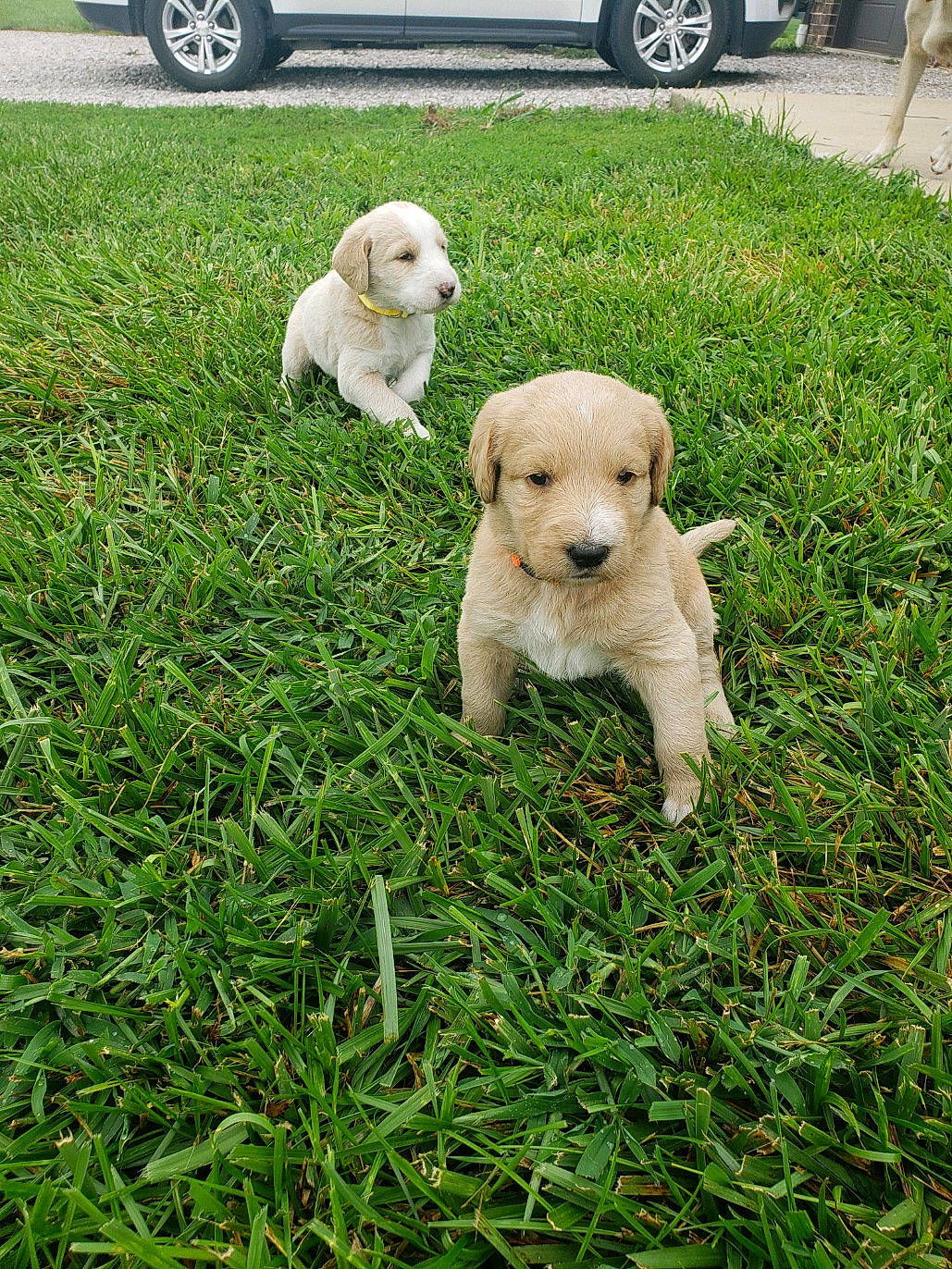 Harlie joined the competition — help win amazing prizes! akbash_dog, canidae, carnivore, companion_dog, dog, dog_breed, golden_retriever, grass, kintamani, labrador_retriever, mammal, plant, pungsan_dog, puppy, retriever, slovak_cuvac, sporting_group, vertebrate