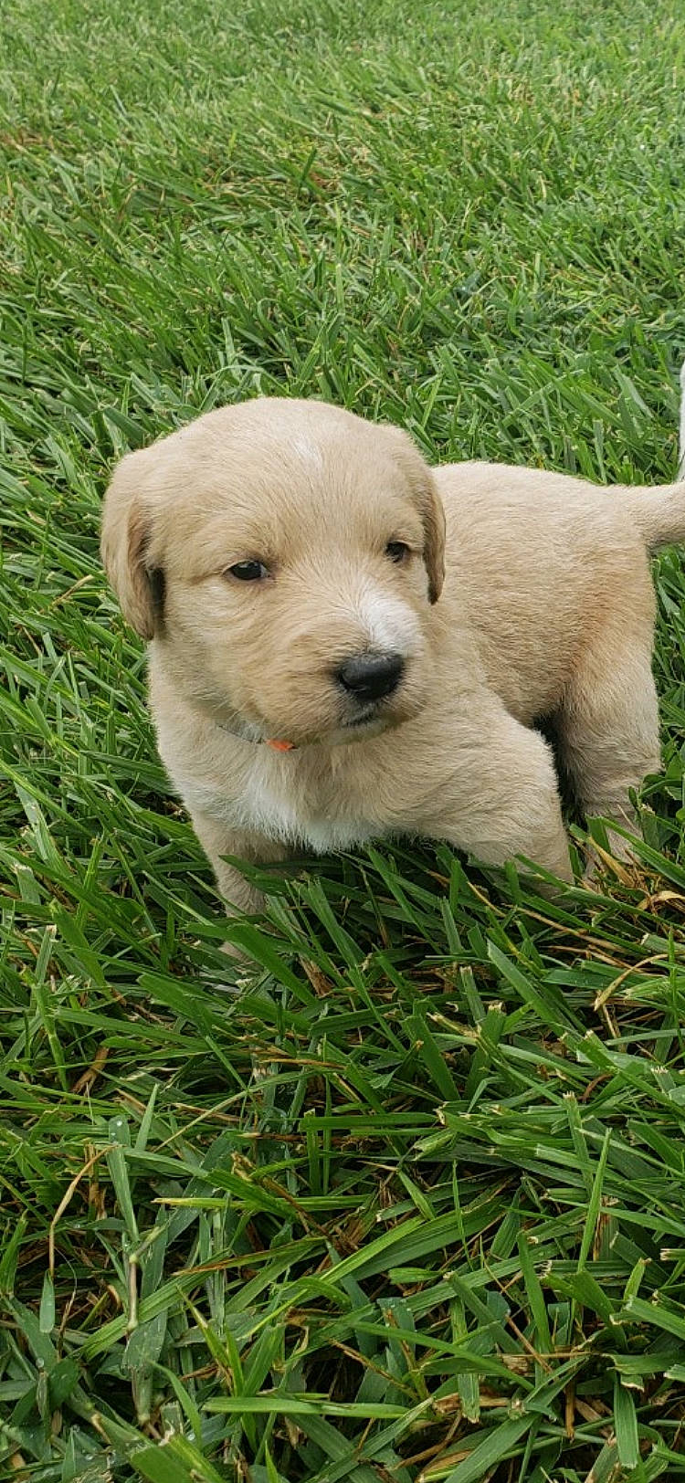 Harlie joined the competition — help win amazing prizes! canidae, carnivore, companion_dog, dog, dog_breed, fawn, golden_retriever, goldendoodle, grass, labrador_retriever, mammal, puppy, rare_breed_dog, retriever, sporting_group, vertebrate