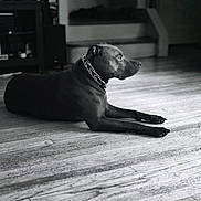 Rexs is registered to the contest to win money with this photo: dog, black_dog, indoors, wooden_floor, collar, pet, resting, side_view, calm, animal, floor, furniture, shelving, monochrome, black_and_white, quiet, home, domestic, relaxed, canine