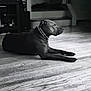 dog, black_dog, indoors, wooden_floor, collar, pet, resting, side_view, calm, animal, floor, furniture, shelving, monochrome, black_and_white, quiet, home, domestic, relaxed, canine