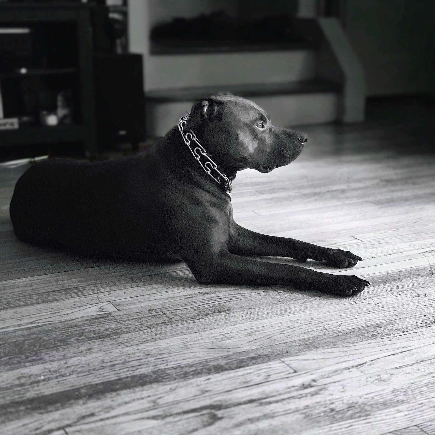 Rexs is registered to the contest to win money with this photo: animal, black_and_white, black_dog, calm, canine, collar, dog, domestic, floor, furniture, home, indoors, monochrome, pet, quiet, relaxed, resting, shelving, side_view, wooden_floor