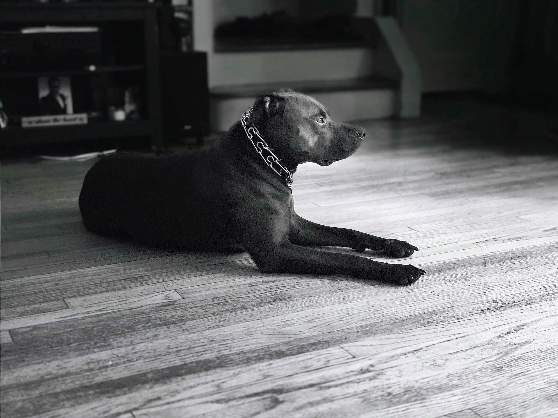 Rexs is registered to the contest to win money with this photo: dog, black_dog, indoors, wooden_floor, collar, pet, resting, side_view, calm, animal, floor, furniture, shelving, monochrome, black_and_white, quiet, home, domestic, relaxed, canine