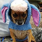 Sushi is registered to the contest to win money with this photo: dog, costume, blue, purple, small_dog, pet, animal, indoor, person, camo_pants, lap, cute, unimpressed, furry, ears, clothing, portrait, domestic_animal, sitting, face