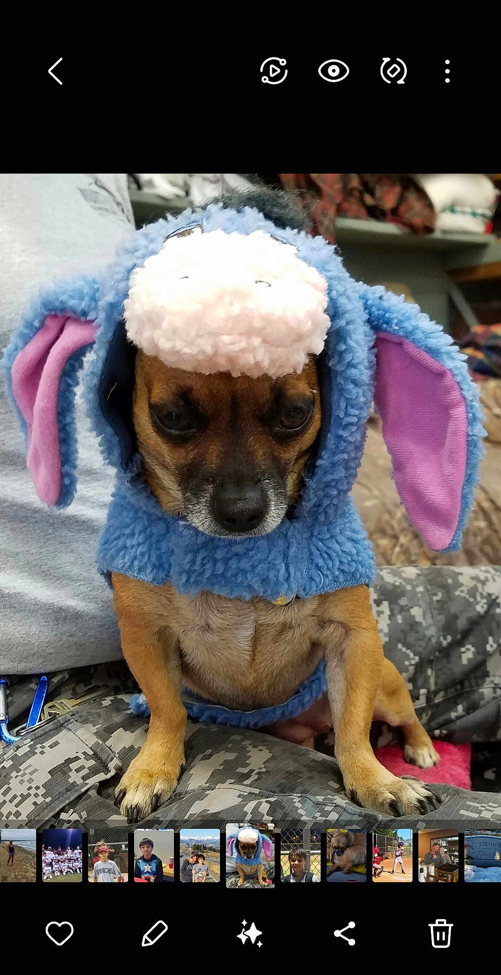 Sushi is registered to the contest to win money with this photo: dog, costume, blue, purple, small_dog, pet, animal, indoor, person, camo_pants, lap, cute, unimpressed, furry, ears, clothing, portrait, domestic_animal, sitting, face