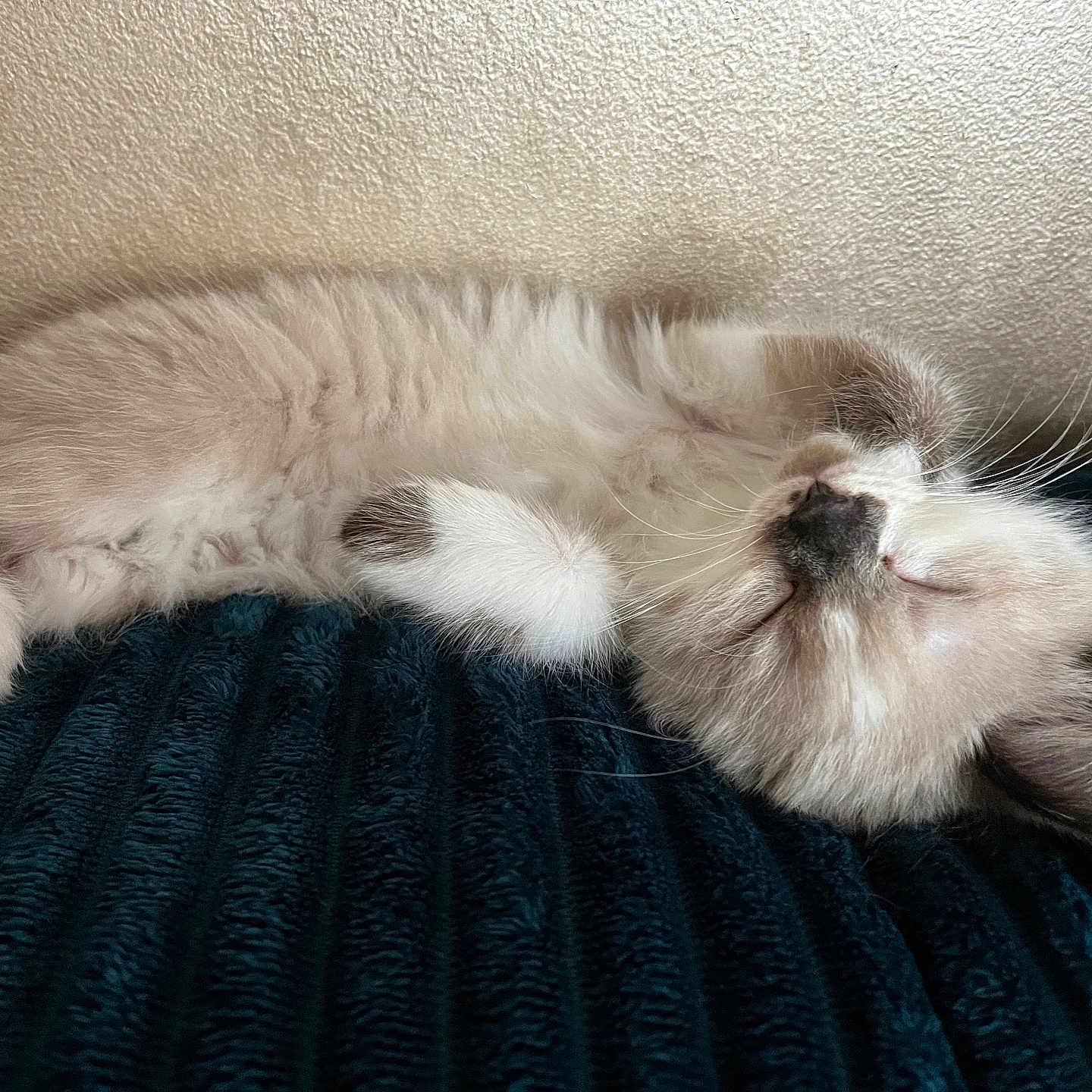 Clochette participe au concours pour gagner de l'argent avec cette photo : animal, blanket, calm, cat, closed_eyes, cozy, cute, fluffy, fur, indoor, kitten, paw, pet, relaxed, resting, sleeping, soft, texture, whiskers, young
