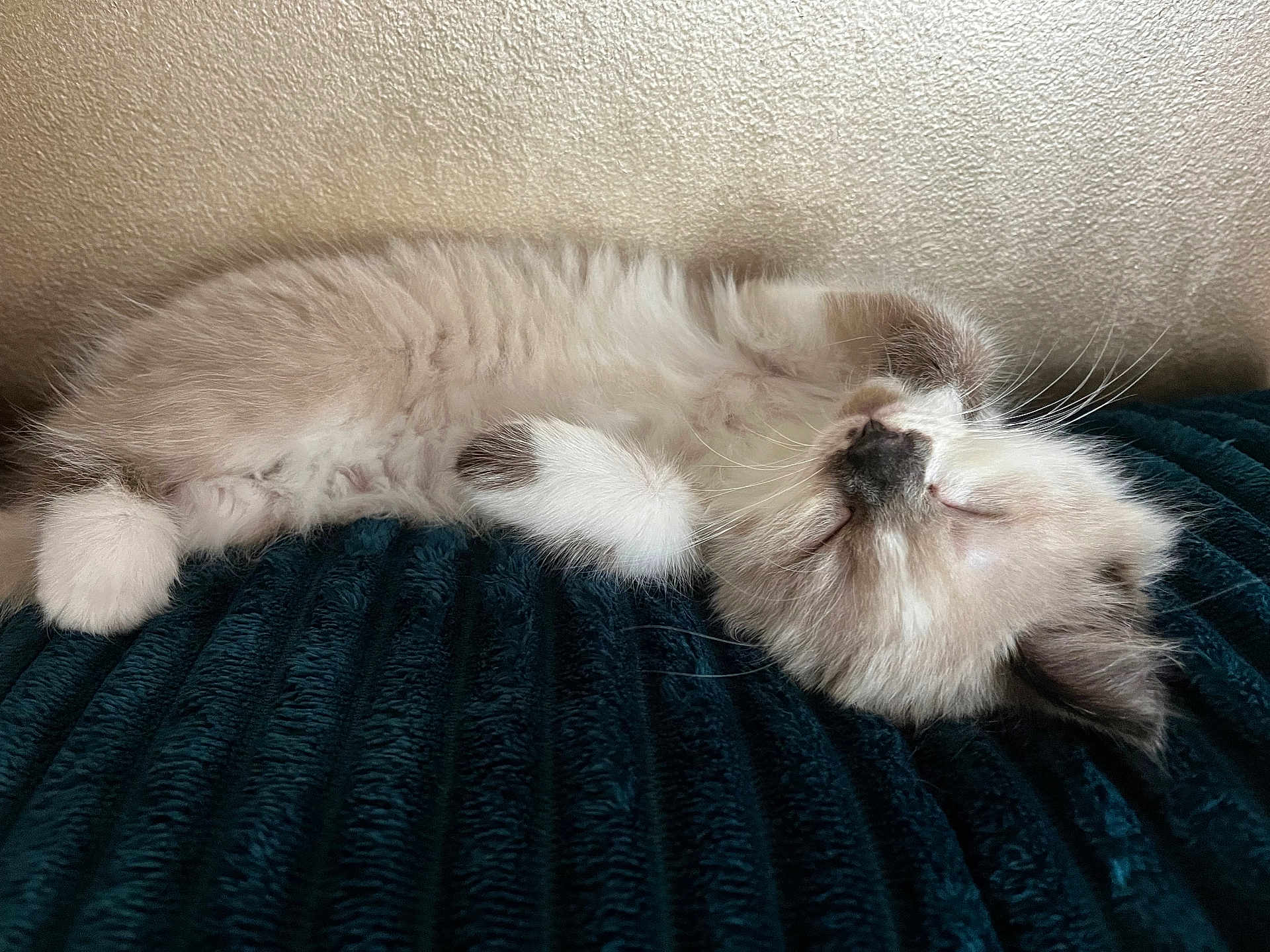 Clochette participe au concours pour gagner de l'argent avec cette photo : kitten, sleeping, cat, fluffy, fur, paw, whiskers, closed_eyes, relaxed, indoor, blanket, texture, cute, pet, animal, resting, cozy, soft, young, calm
