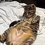 Tom is registered to the contest to win money with this photo: cat, tabby_cat, pet, feline, belly, bed, blanket, indoor, cozy, paws, whiskers, fur, portrait, lounging, cute, relaxed, sleepy, towel, home, striped