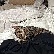 Tom is registered to the contest to win money with this photo: cat, tabby_cat, sleeping, bed, blanket, pillow, comforter, fur, whiskers, pet, indoor, cozy, nap, headboard, nightstand, bottle, clothing, fabric, black_shorts, domestic_animal