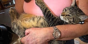 Tom joined the competition — help win amazing prizes! cat, tabby_cat, pet, person, arms, hands, watch, bracelet, pink_shirt, holding, indoor, table, chair, fur, collar, closeup, relaxing, laid_back, domestic, home_interior