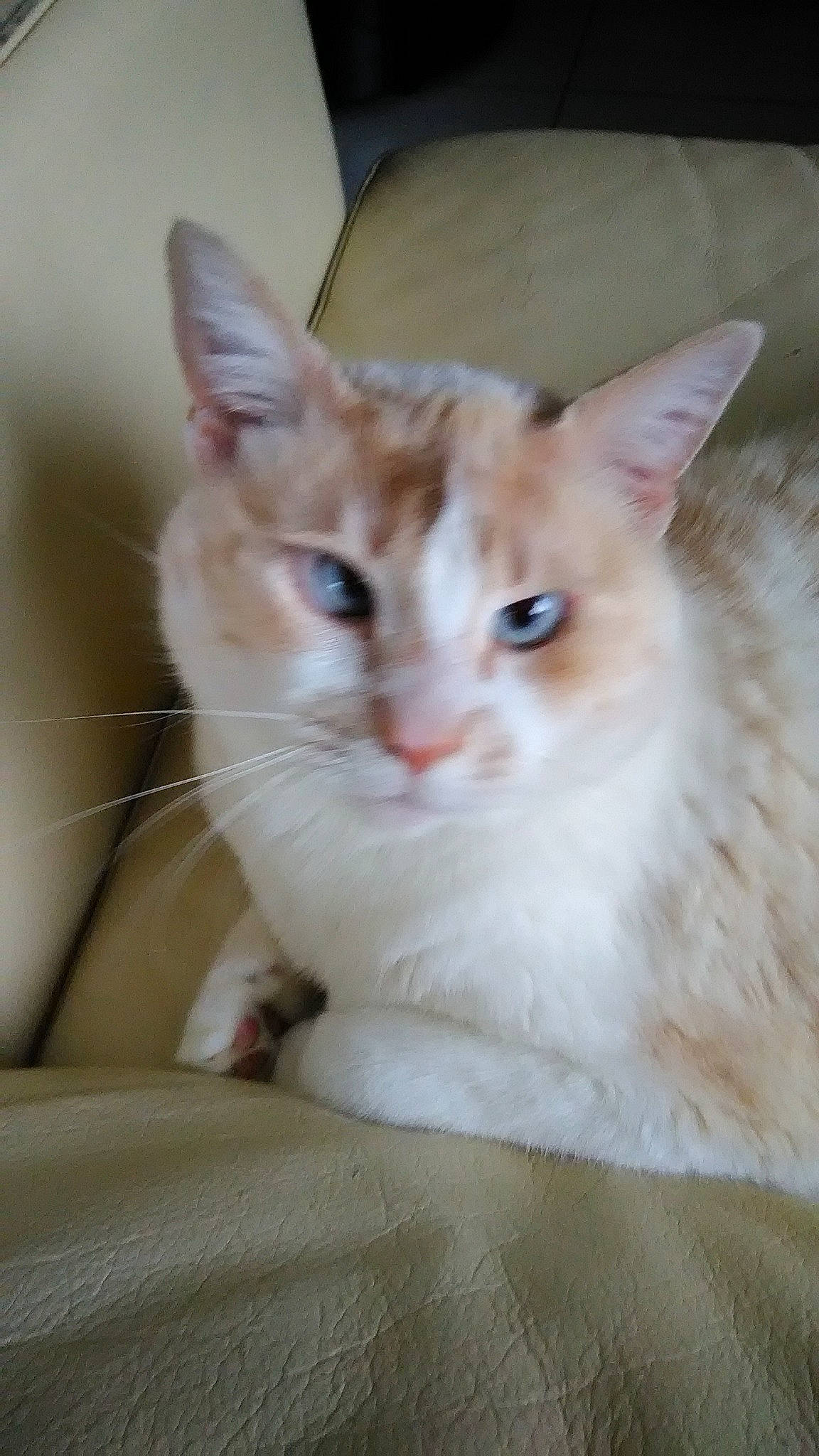 Fleur a rejoint le concours — aidez-le/la à gagner de superbes lots ! carnivore, cat, domestic_short_haired_cat, fawn, felidae, fur, paw, small_to_medium_sized_cats, tail, whiskers, window