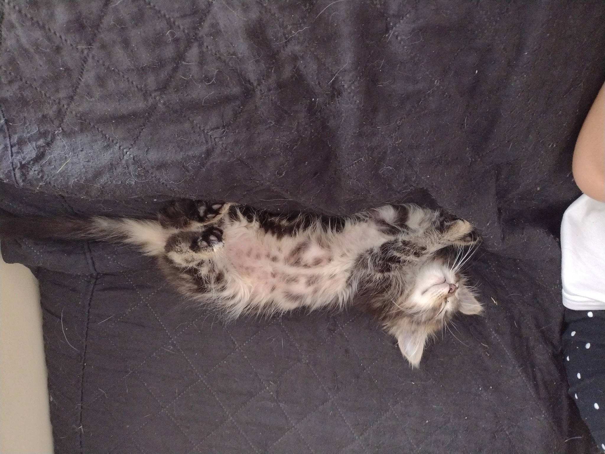 Aslan participe au concours pour gagner de l'argent avec cette photo : carnivore, cat, claw, comfort, dog_breed, domestic_short_haired_cat, felidae, foot, fur, grey, human_leg, linens, paw, sleeve, small_to_medium_sized_cats, tail, whiskers