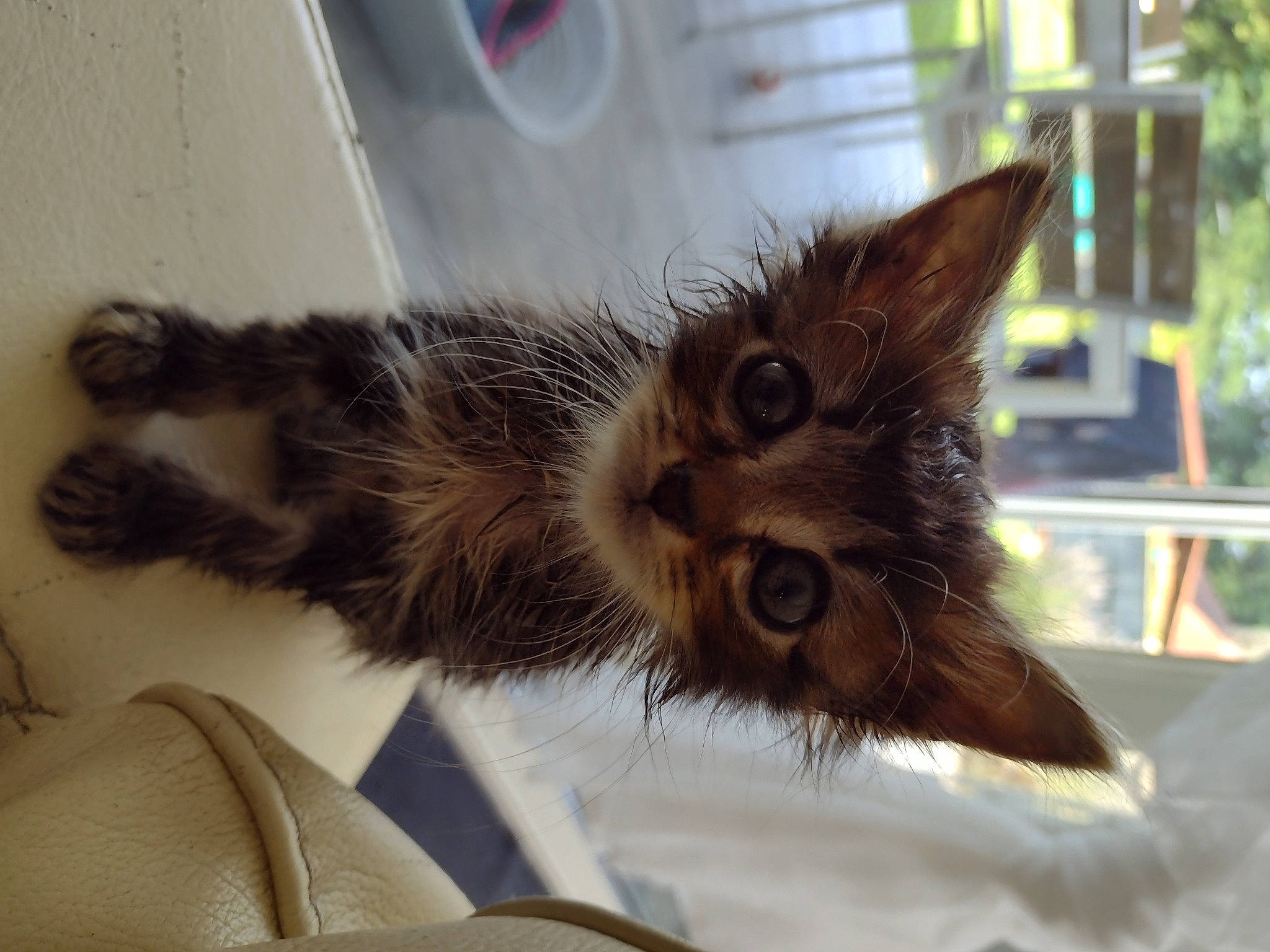 Aslan a rejoint le concours — aidez-le/la à gagner de superbes lots ! carnivore, cat, claw, comfort, domestic_short_haired_cat, fawn, felidae, fur, paw, small_to_medium_sized_cats, snout, tail, tree, whiskers, window