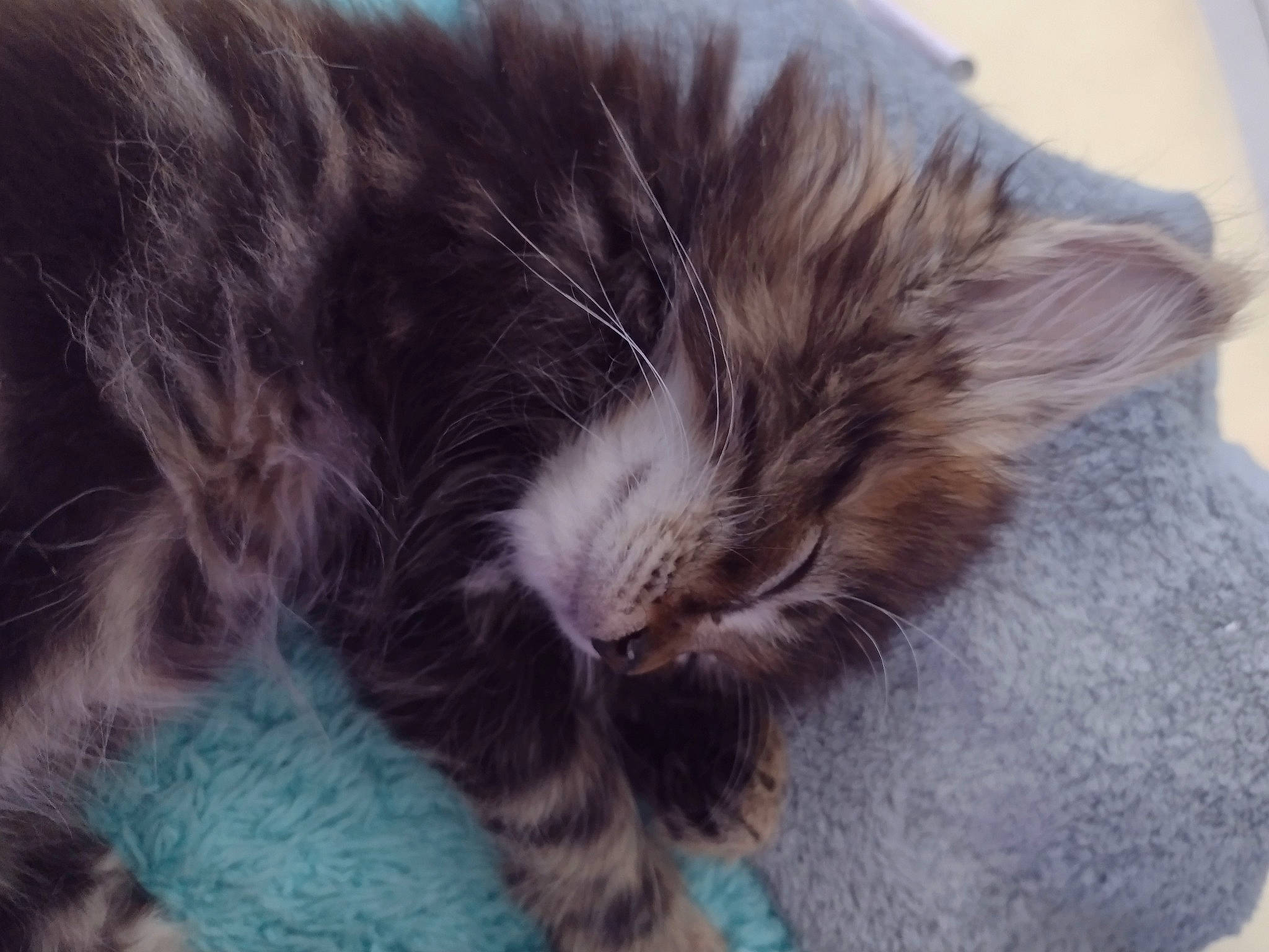 Aslan participe au concours pour gagner de l'argent avec cette photo : black_cat, carnivore, cat, claw, comfort, domestic_short_haired_cat, ear, electric_blue, felidae, fur, nap, paw, small_to_medium_sized_cats, snout, tail, whiskers