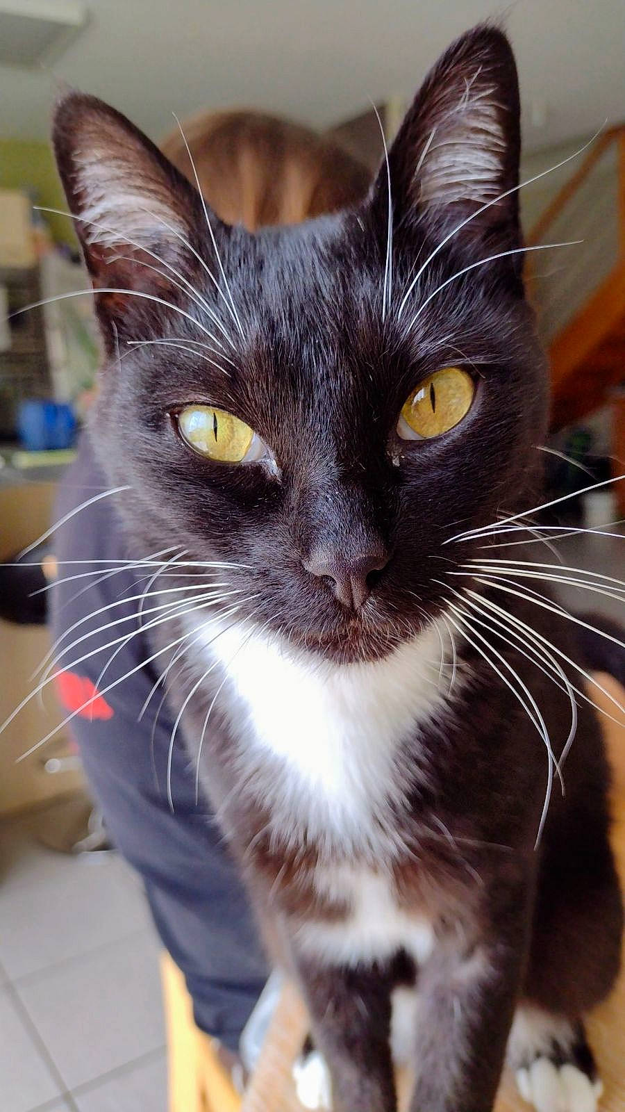 Noël participe au concours pour gagner de l'argent avec cette photo : black_cat, box, carnivore, cat, claw, collar, domestic_short_haired_cat, ear, eye, felidae, fur, human_body, iris, paw, small_to_medium_sized_cats, snout, tail, terrestrial_animal, whiskers, window