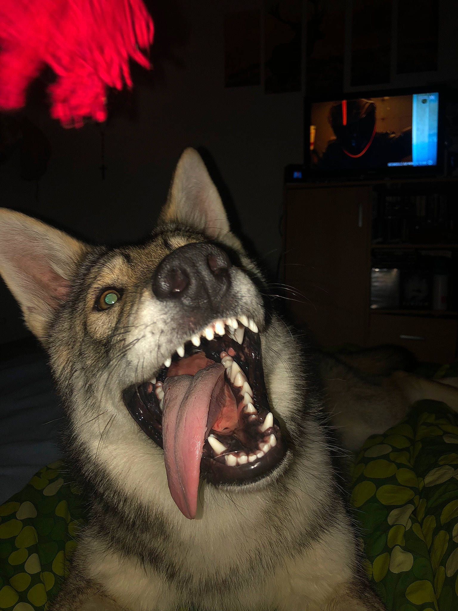 Shadow participe au concours pour gagner de l'argent avec cette photo : art, carnivore, darkness, dog_breed, eye, facial_expression, fang, felidae, fur, human_body, jaw, mouth, nose, shout, snapshot, snout, terrestrial_animal, tooth, whiskers, yawn