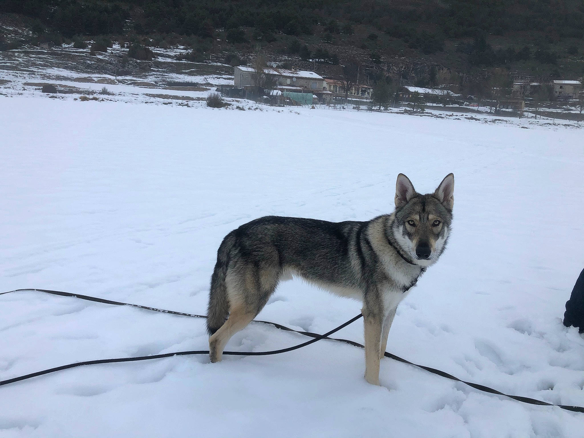 Shadow a rejoint le concours — aidez-le/la à gagner de superbes lots ! art, canidae, canis, canis_lupus_tundrarum, carnivore, dog, dog_breed, freezing, fur, glacial_landform, recreation, sled_dog, snow, sporting_group, tail, twig, wildlife, winter, wolf, working_dog