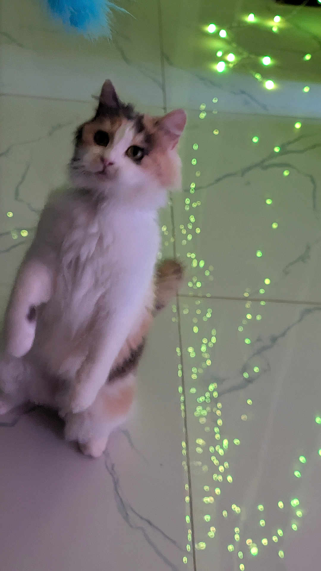 Reese is registered to the contest to win money with this photo: bokeh, cat, cozy, curious, ears, fairy_lights, feline, fluffy, fur, green_lights, indoor, looking_up, marble_tile, paws, pet, portrait, reflection, standing, tile_floor, whiskers