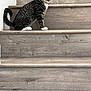 cat, tabby, stairs, wooden_stairs, pet, indoor, curious, feline, animal, collar, white_paws, tail, house, domestic, looking, sitting, young_cat, whiskers, ears, close_up