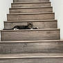 cat, tabby_cat, stairs, wooden_stairs, indoor, pet, animal, feline, relaxed, resting, curious, home, domestic, laying_down, striped, paws, ears, whiskers, floor, wall