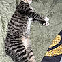cat, tabby, sleeping, blanket, cozy, paw, striped, fur, pet, domestic_animal, resting, bed, indoor, cute, animal, whiskers, relaxed, feline, soft, comfort