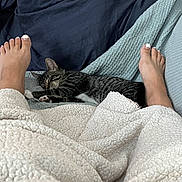 Ninja joined the competition — help win amazing prizes! cat, sleeping, feet, blanket, bed, cozy, striped_cat, comfort, indoor, relaxation, paw, napping, human, toenail_polish, textile, cushion, fabric, foot, rest, warm