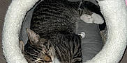 Ninja joined the competition — help win amazing prizes! cat, tabby_cat, pet_bed, plush_bed, shark_design, sleeping_cat, wooden_floor, indoor, furniture, cardboard_box, cozy, pet, animal, resting, cute, fur, pink_fins, white_teeth, home, relaxation