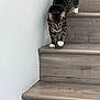 Ninja joined the competition — help win amazing prizes! cat, tabby, stairs, wooden_stairs, pet, animal, indoor, walking, paw, fur, striped, white_paws, feline, claws, quiet, focused, home, domestic, curious, descend