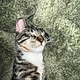 cat, tabby, sleeping, fur, whiskers, nose, ear, closeup, pet, animal, domestic, cozy, blanket, texture, soft, resting, cute, peaceful, indoor, companion