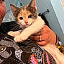 Luna joined the competition — help win amazing prizes! kitten, cat, pet, animal, person, hand, tattoo, ring, shirt, graphic_tshirt, indoor, bathroom, window, curious, cute, holding, face, feline, young, fur