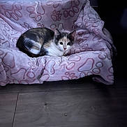 Luna is registered to the contest to win money with this photo: cat, calico, pet, animal, indoor, blanket, paw_prints, soft, cozy, collar, bell, wooden_floor, feline, cute, resting, domestic, fur, small, comfort, curious