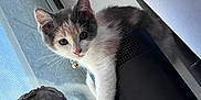 Luna is registered to the contest to win money with this photo: kitten, cat, indoor, window, speaker, curious, pet, animal, feline, collar, bell, decorative_statue, mesh_screen, closeup, whiskers, face, ears, fur, light, shadow