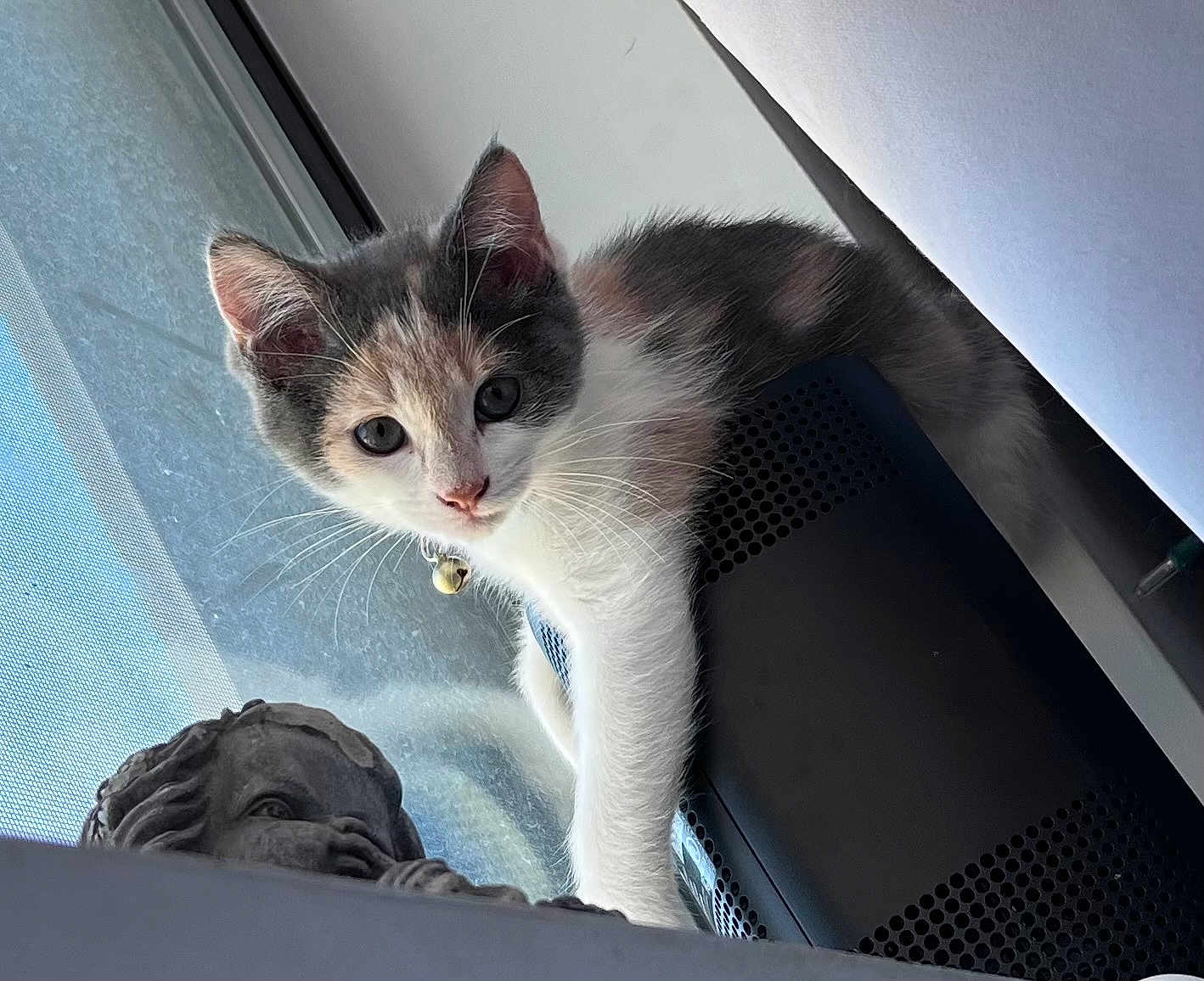 Luna is registered to the contest to win money with this photo: kitten, cat, indoor, window, speaker, curious, pet, animal, feline, collar, bell, decorative_statue, mesh_screen, closeup, whiskers, face, ears, fur, light, shadow