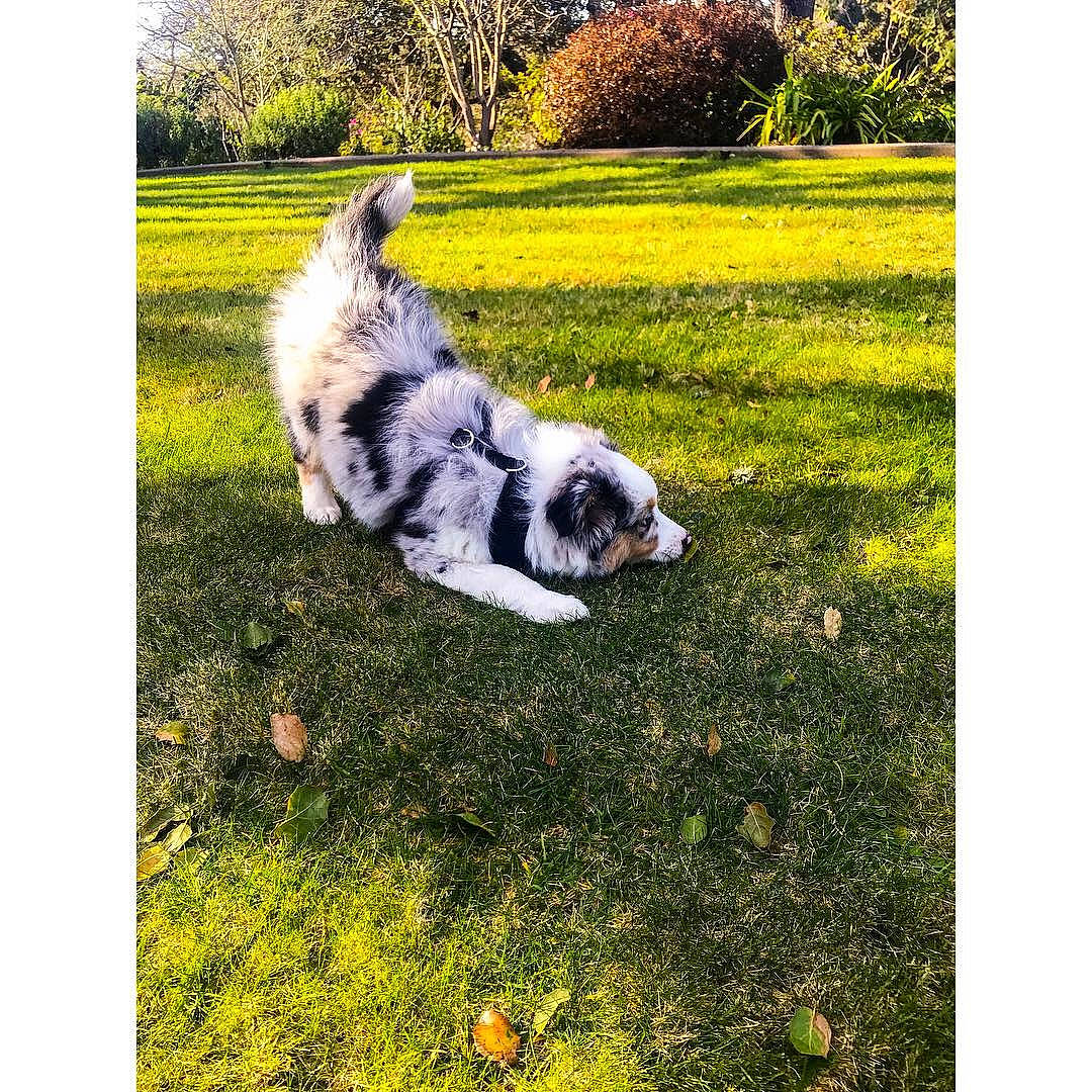 Mowgli is registered to the contest to win money with this photo: australian_shepherd, border_collie, canidae, carnivore, cavachon, companion_dog, dog, dog_breed, grass, herding_dog, lawn, mammal, miniature_australian_shepherd, petit_basset_griffon_vendeen, plant, puppy, shih_tzu, sporting_group, square, tail