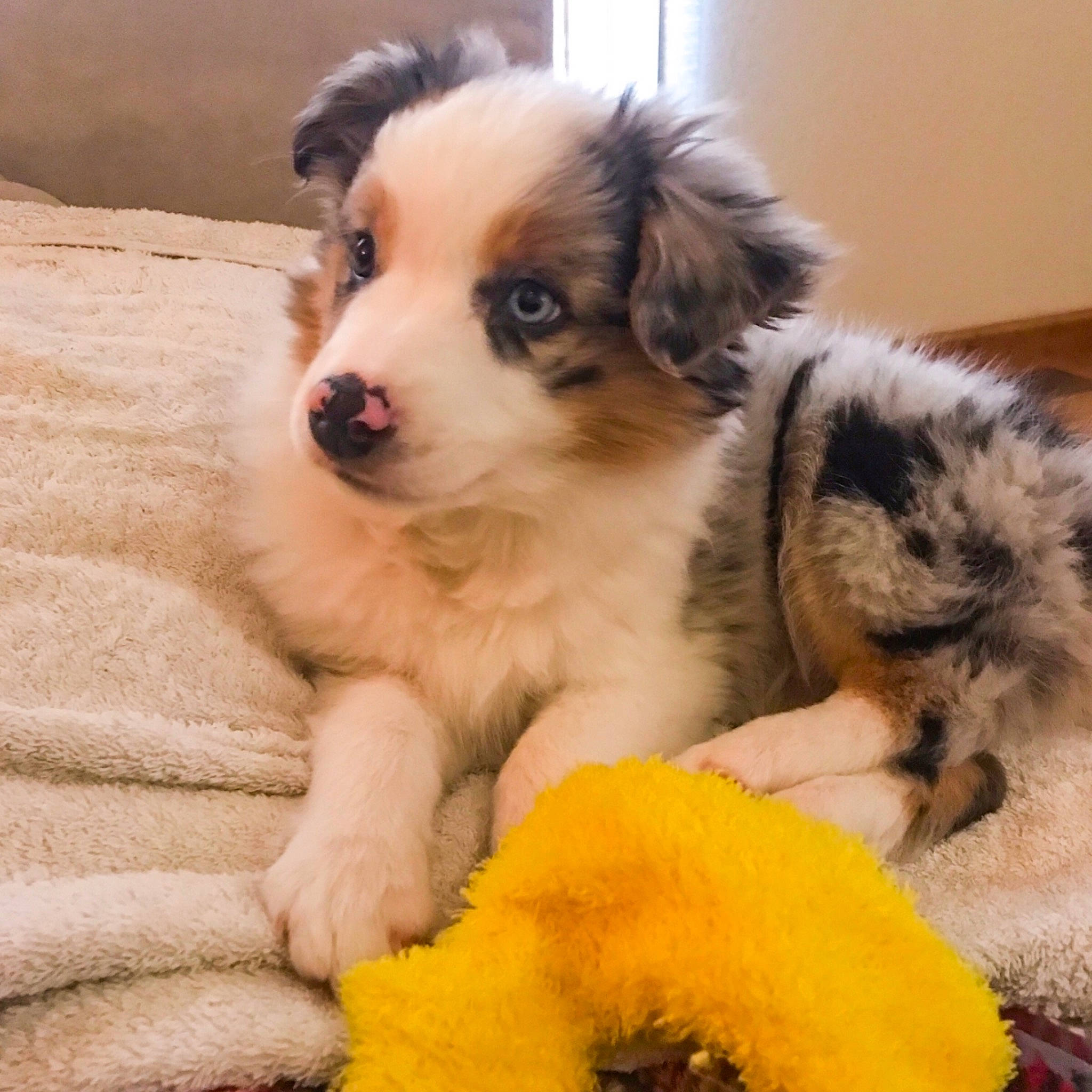 Mowgli is registered to the contest to win money with this photo: australian_collie, australian_shepherd, border_collie, canidae, carnivore, companion_dog, dog, dog_breed, mammal, miniature_australian_shepherd, puppy, puppy_love, pyrenean_mastiff, rare_breed_dog, scotch_collie, snout, sporting_group, tornjak, vertebrate