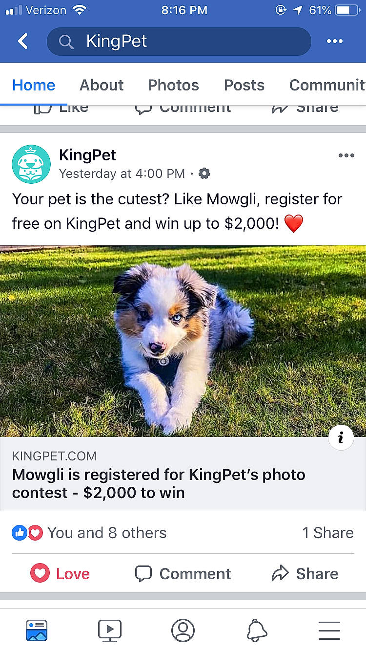 Mowgli is registered to the contest to win money with this photo: australian_shepherd, canidae, carnivore, companion_dog, dog, dog_breed, font, miniature_australian_shepherd, photo_caption, photography, puppy, screenshot, website