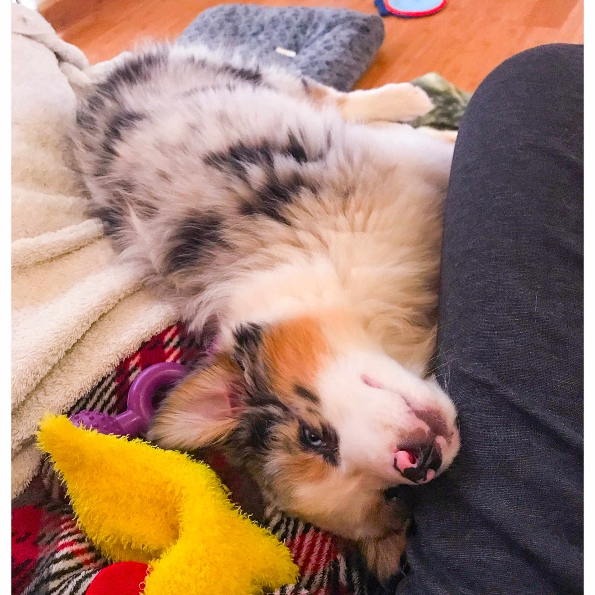 Mowgli