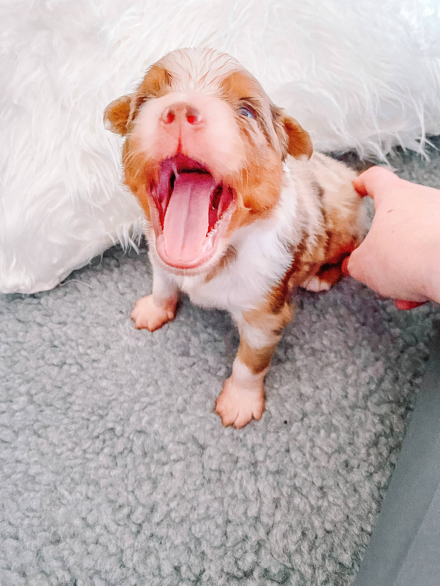 Freckles is registered to the contest to win money with this photo: canidae, carnivore, companion_dog, dog, dog_breed, fawn, felidae, foot, fur, gesture, happy, jaw, paw, peach, snout, sporting_group, toy, toy_dog, whiskers, yawn