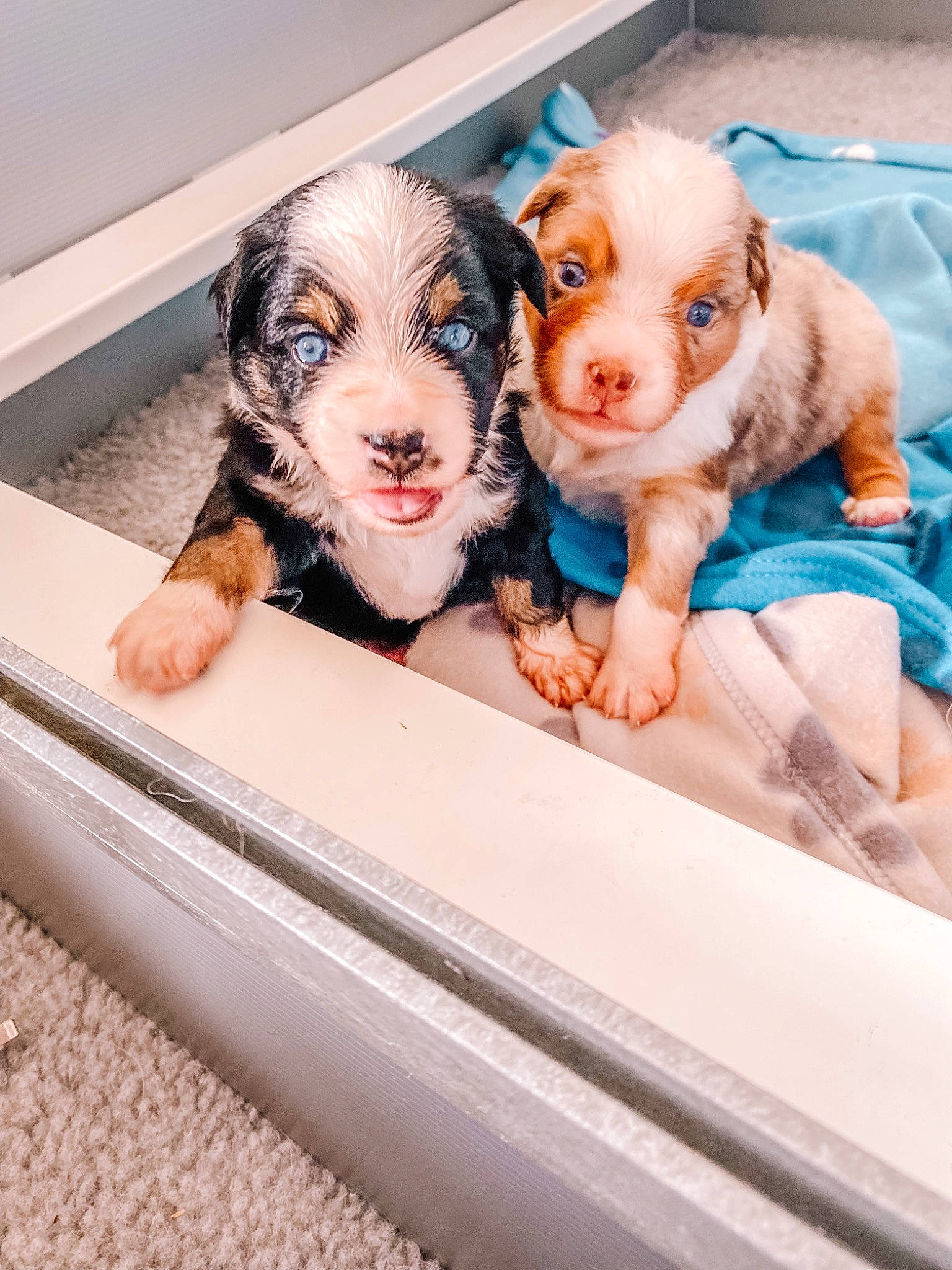 Freckles is registered to the contest to win money with this photo: carnivore, child, companion_dog, dog_breed, fawn, flesh, flooring, fun, fur, happy, livestock, mouth, pink, plumbing_fixture, room, service, snout, sporting_group, toy, whiskers