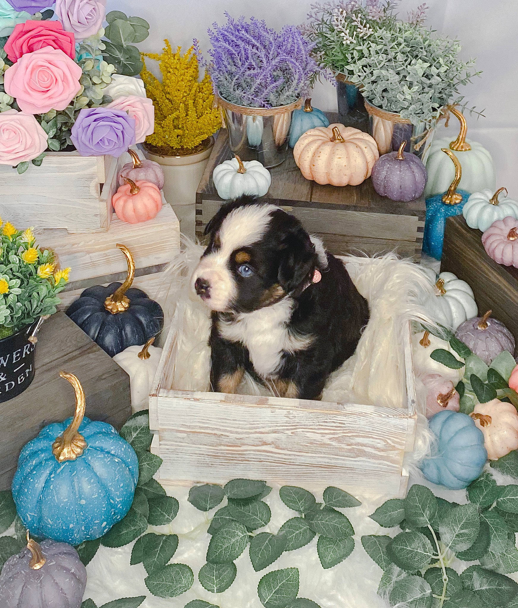 Filly is registered to the contest to win money with this photo: art, basket, blue, calabaza, carnivore, companion_dog, couch, dog, dog_breed, flower, flower_arranging, interior_design, linens, living_room, picture_frame, plant, pumpkin, room, rose, toy_dog