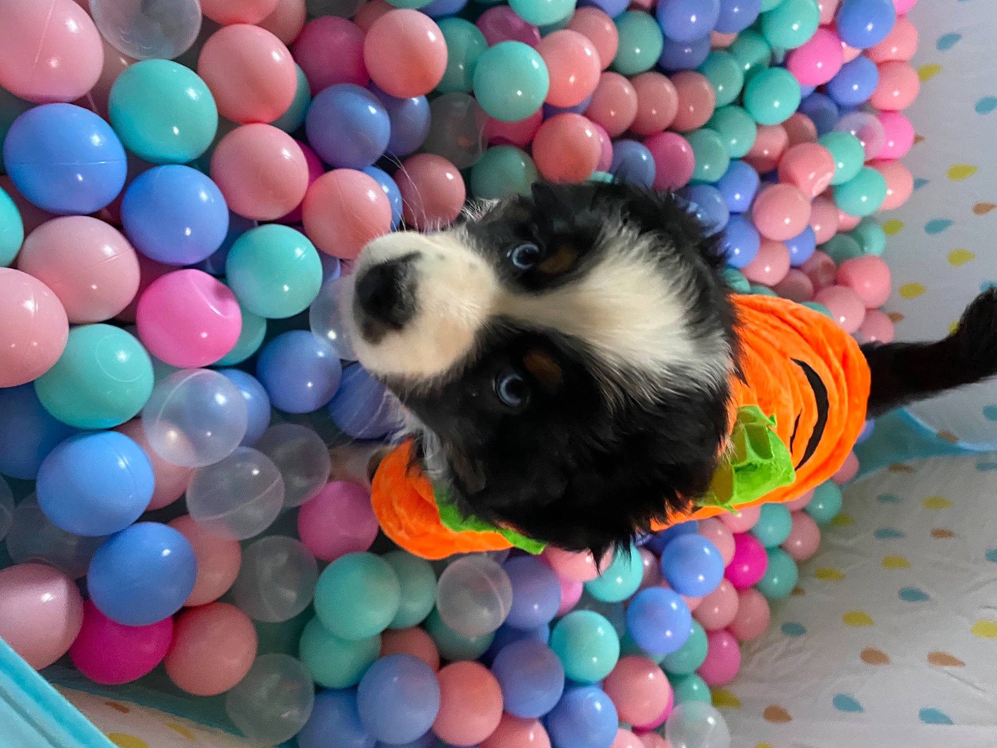 Filly joined the competition — help win amazing prizes! ball, ball_pit, blue, canidae, carnivore, companion_dog, dog, dog_breed, dog_supply, dog_toy, fur, mammal, pattern, play, sporting_group, stuffed_toy, textile, toy, vertebrate, working_animal